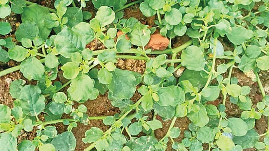 சாறுவேளை