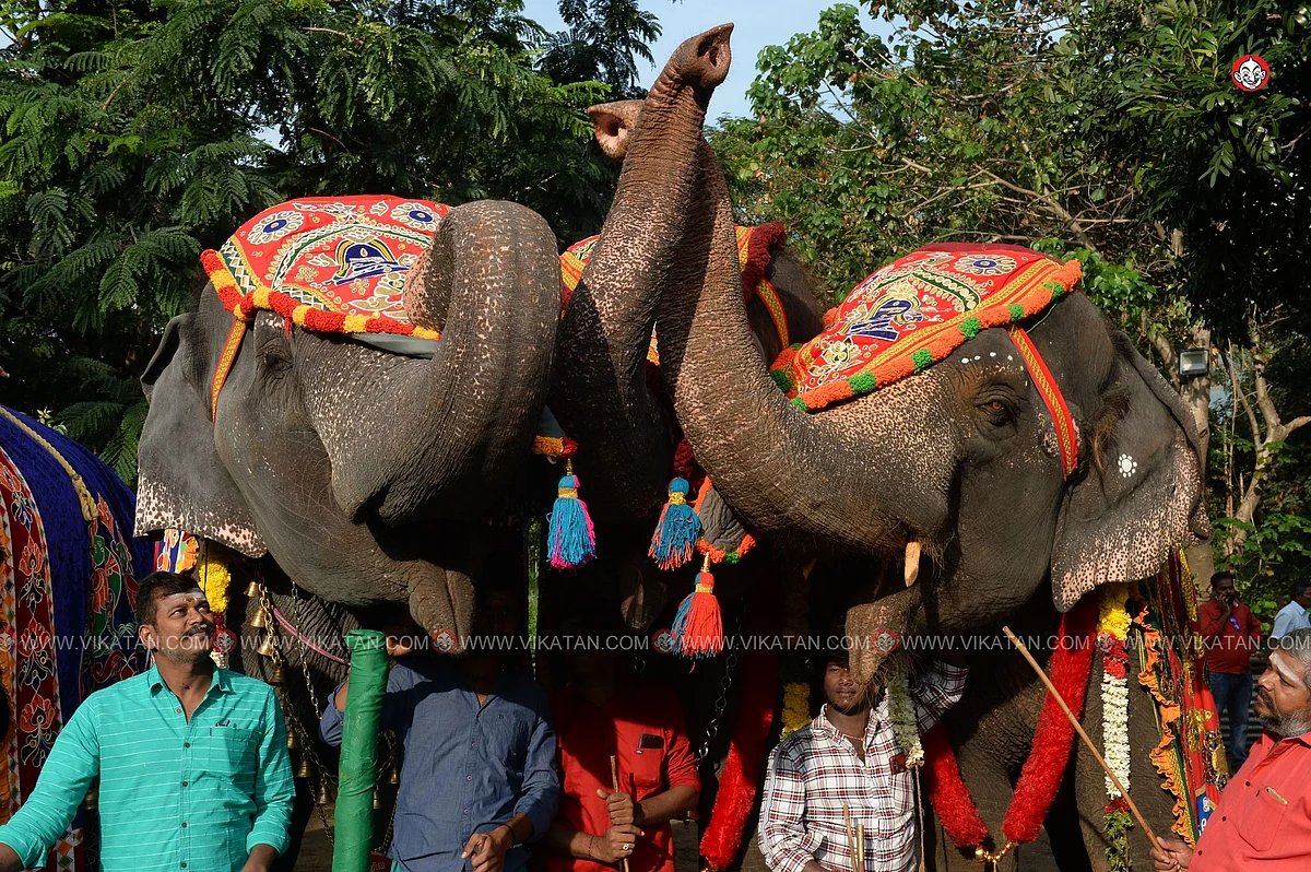 யானைகள் நல்வாழ்வு முகாம் 2019-2020
