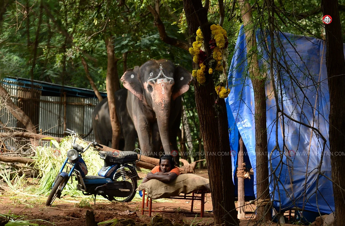 யானைகள் நல்வாழ்வு முகாம் 2019-2020