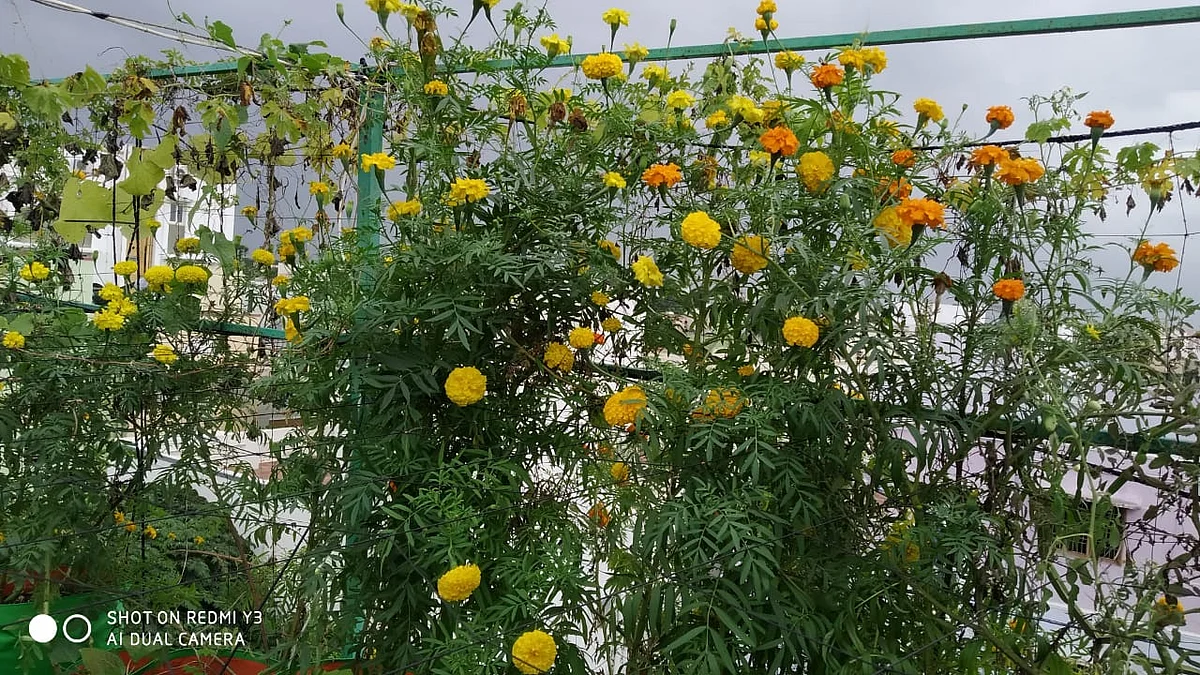 terrace garden