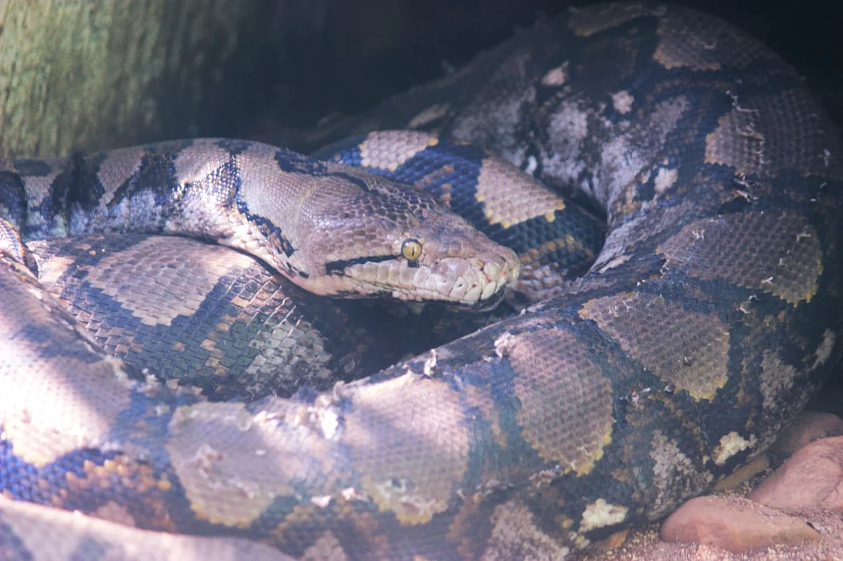 இந்திய மலைப்பாம்பு/ Indian Rock Python