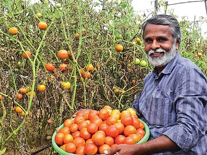 ஏக்கருக்கு ரூ. 5,00,000 கொட்டிக்கொடுக்கும் கொடித் தக்காளி!