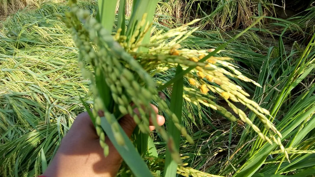 நெற்பயிர்