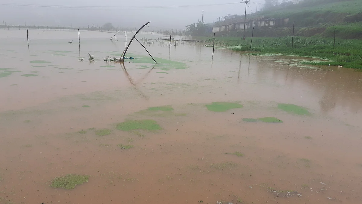 வெள்ள நீர் சூழ்ந்த விளைநிலம்