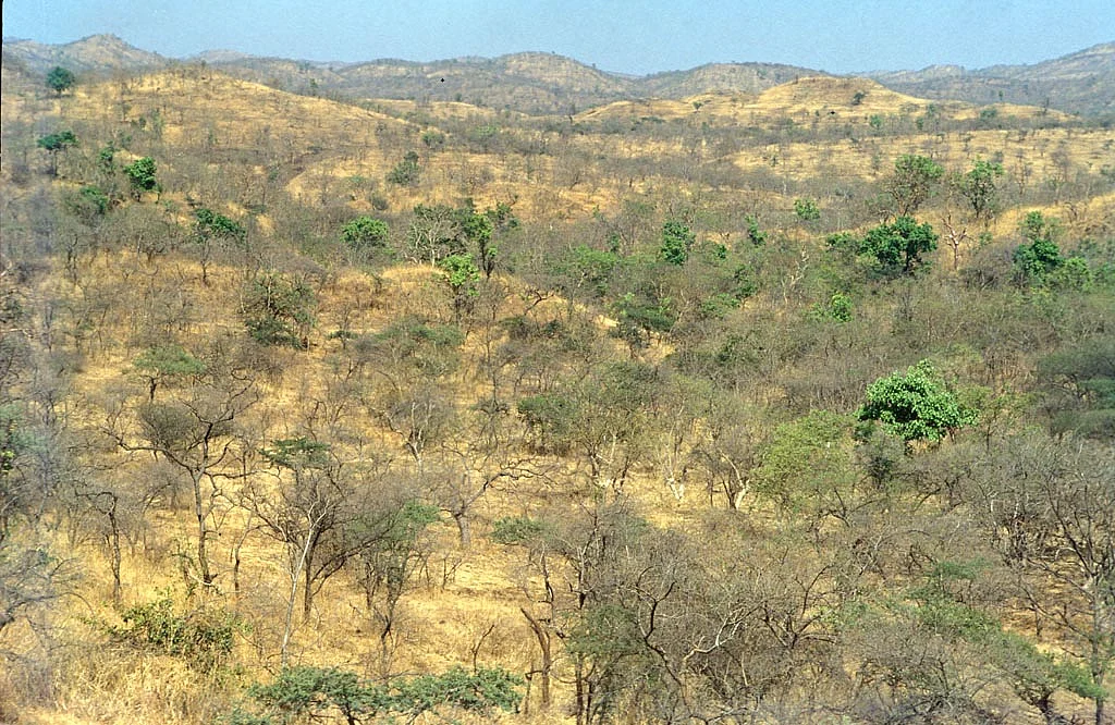கிர் காடு, குஜராத்