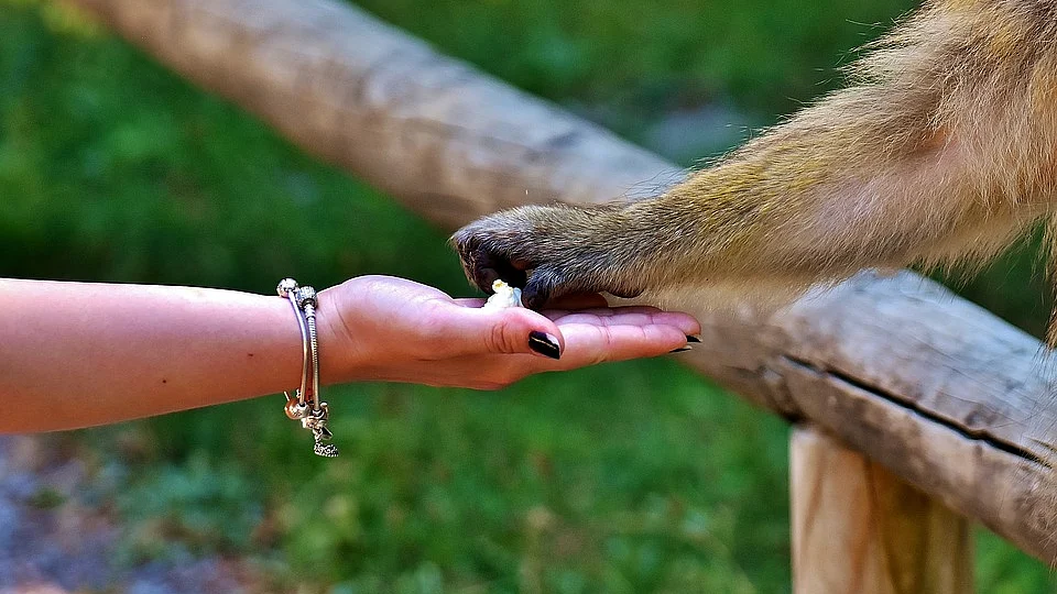 Feeding Wild animals