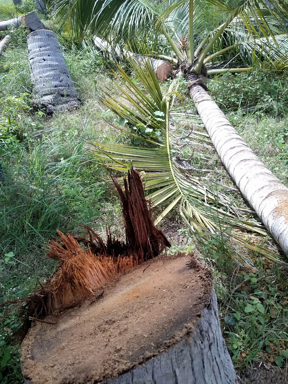 தென்னை