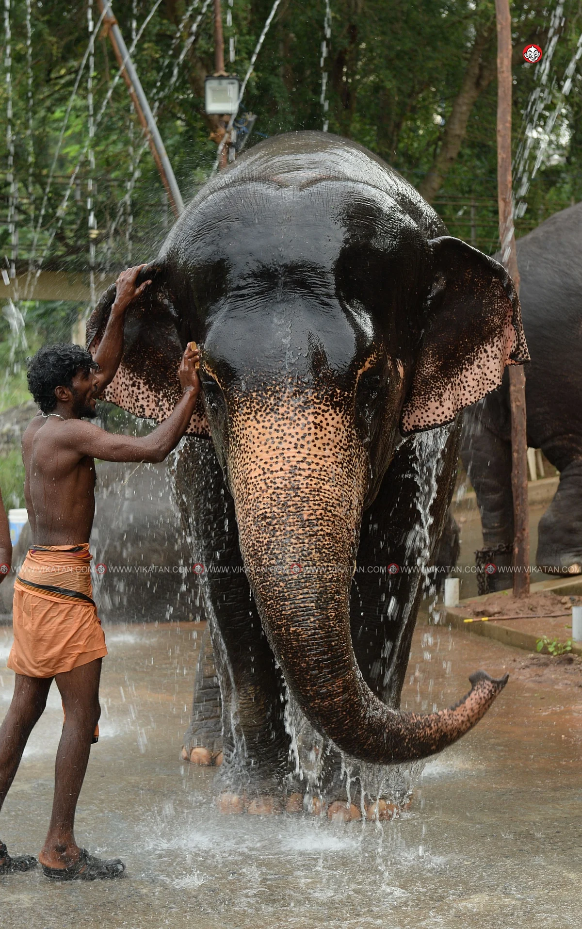 யானைகள் நல்வாழ்வு முகாம் 2019-2020