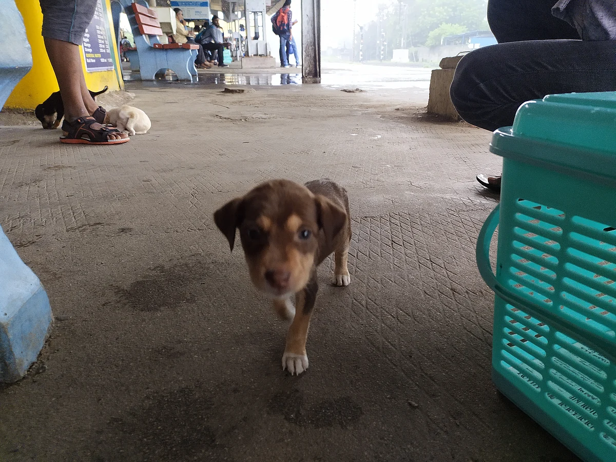 dog