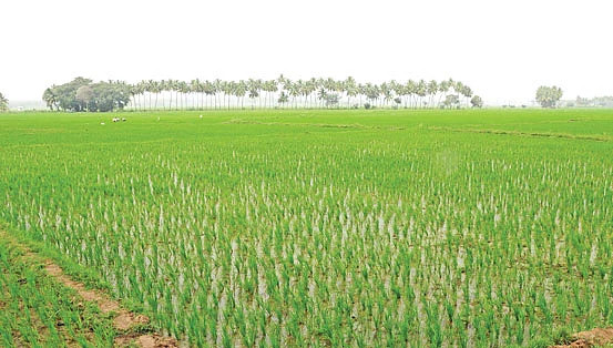 வயல் (மாதிரி படம்)