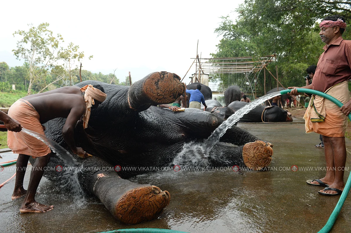 யானைகள் நல்வாழ்வு முகாம் 2019-2020