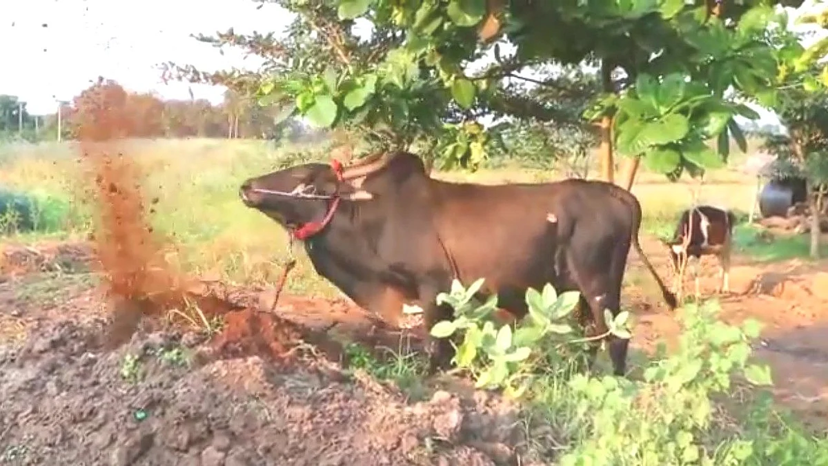 சீறும் காளை