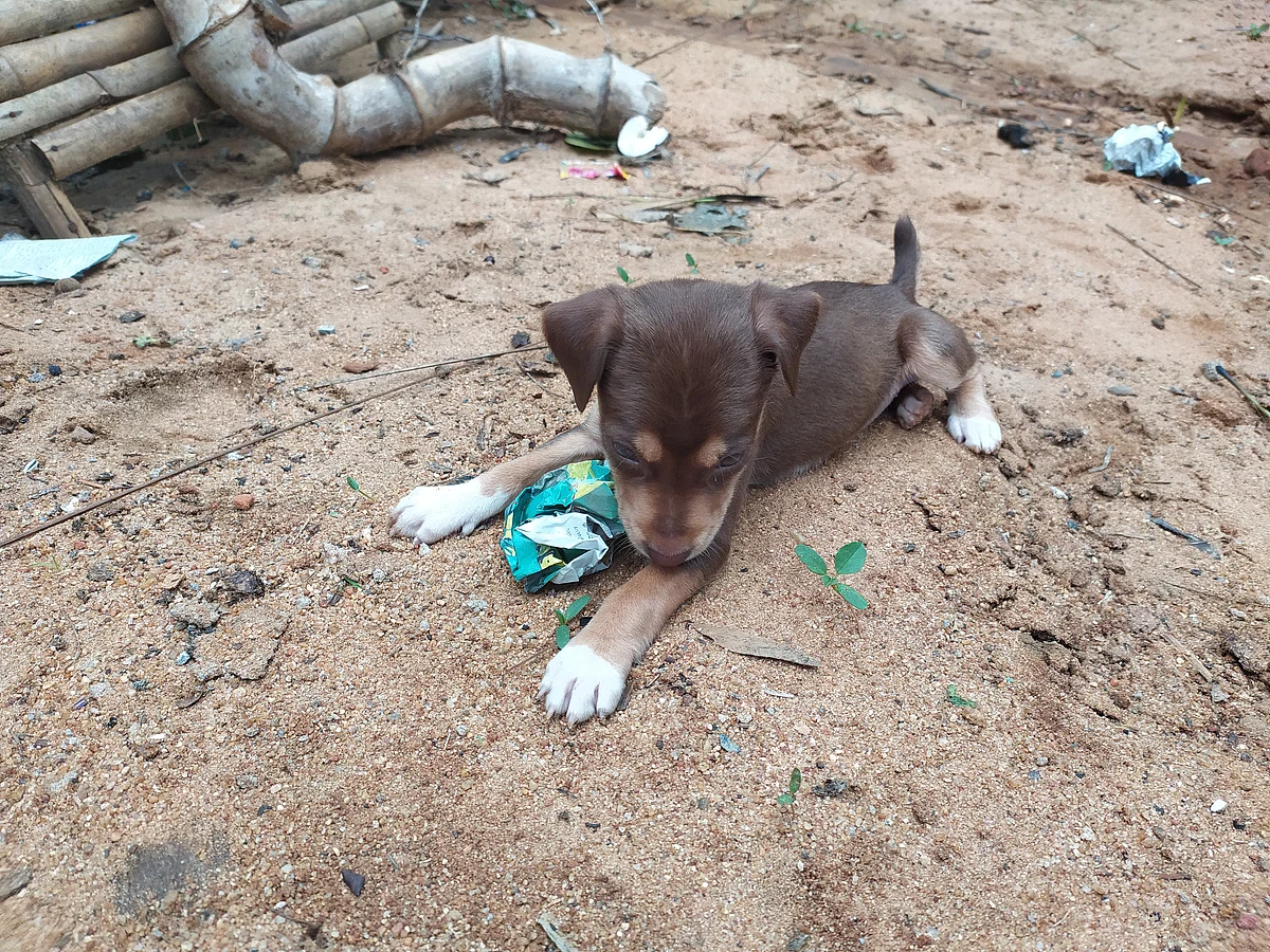 dog