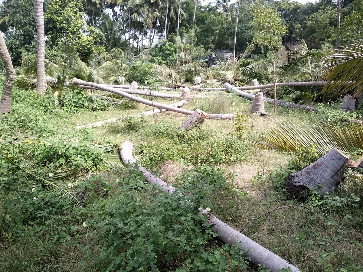 தென்னை மரங்கள்