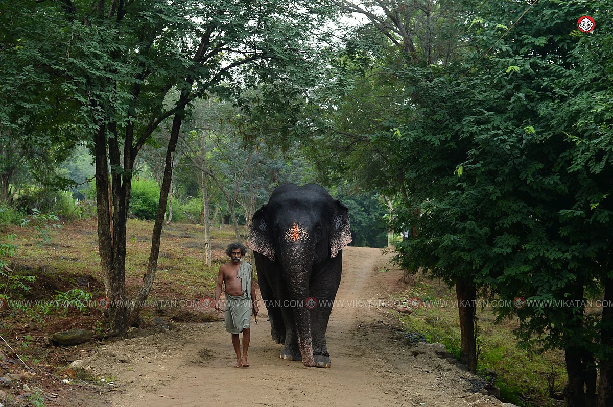யானைகள் நல்வாழ்வு முகாம் 2019-2020