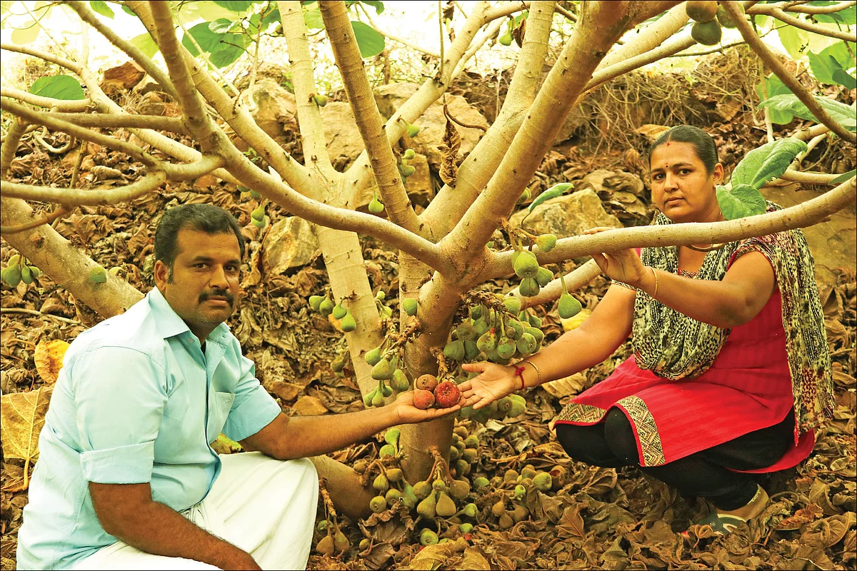 அத்திப்பழங்களுடன் ஜெகதீஷ் தம்பதி...
