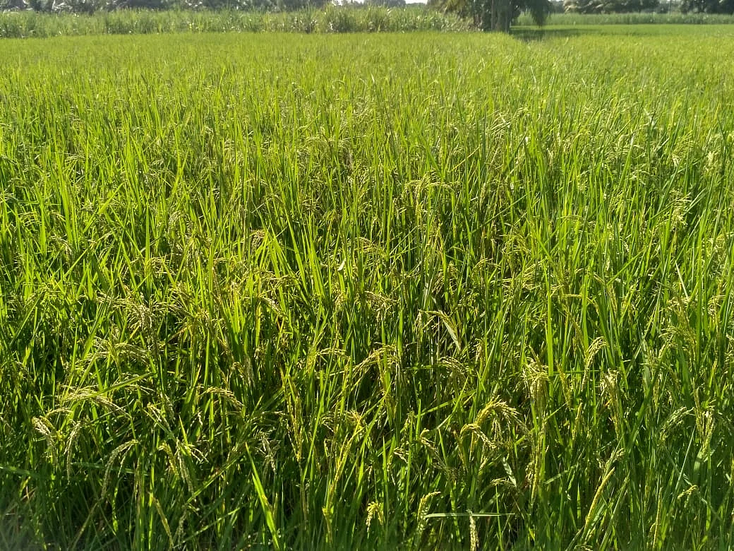 மாப்பிள்ளை சம்பா