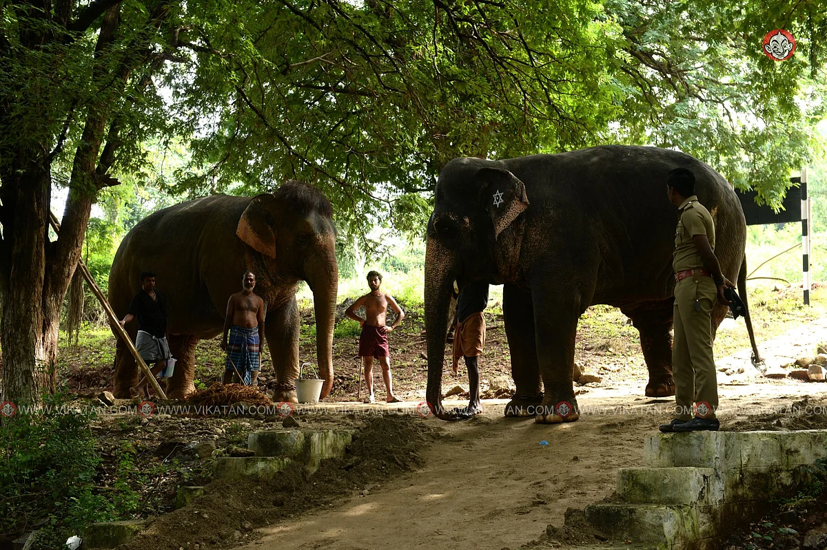 யானைகள் நல்வாழ்வு முகாம் 2019-2020