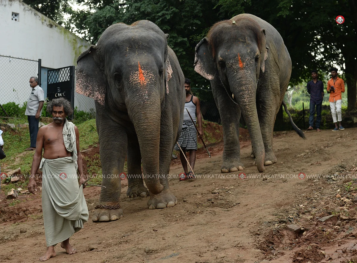 யானைகள் நல்வாழ்வு முகாம் 2019-2020