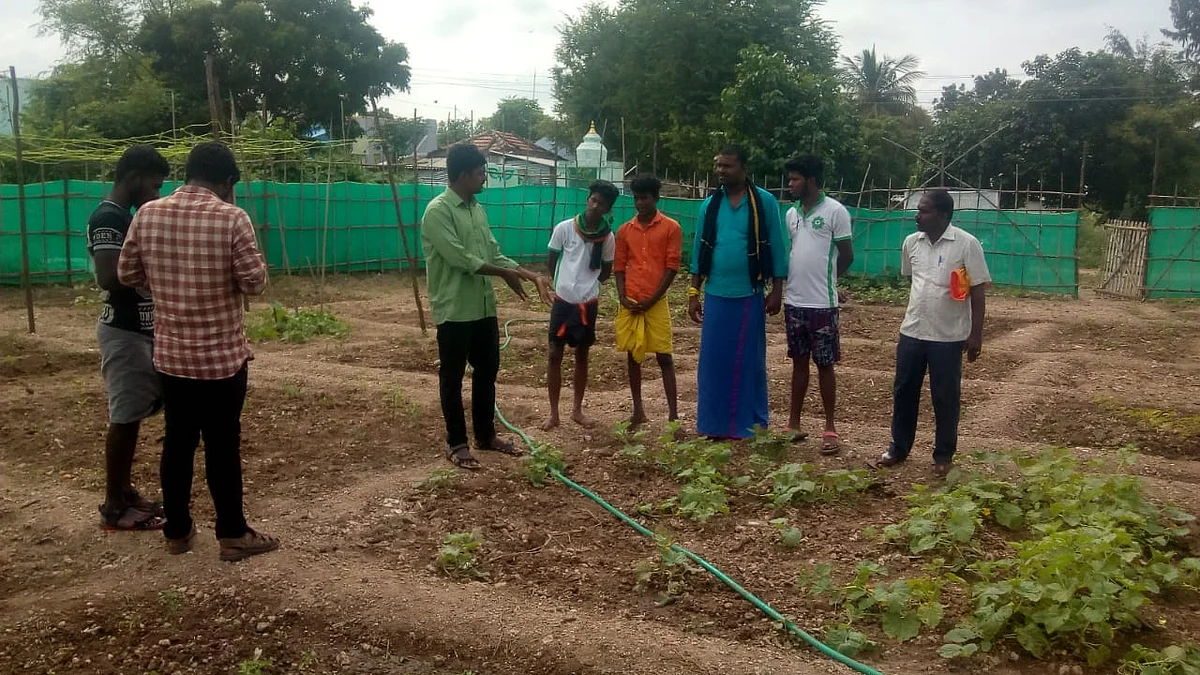 சமூகக் காய்கறித் தோட்டம்