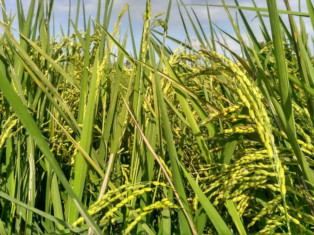 மாப்பிள்ளை சம்பா