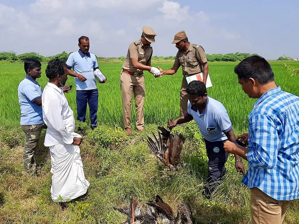 `இரை தேடி வந்த மயில்கள்; உயிரைப் பறித்த விஷம் கலக்கப்பட்ட தானியங்கள்!’- ராமநாதபுரத்தில் அதிர்ச்சி