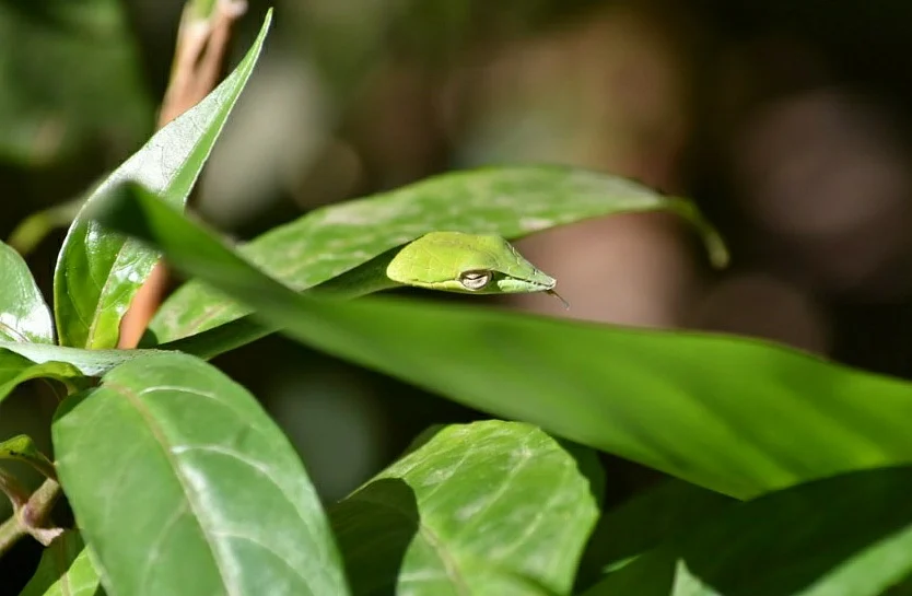பச்சைப் பாம்பு