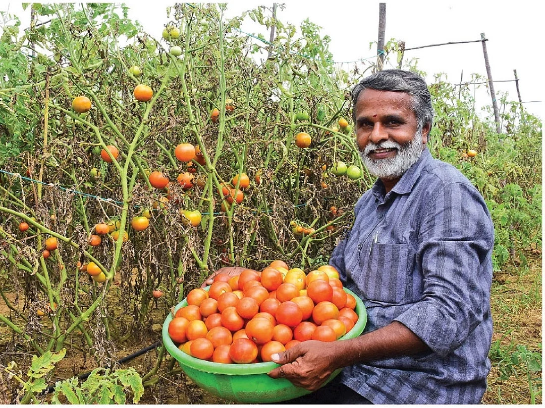 ஏக்கருக்கு ரூ.5 லட்சம்: இயற்கை முறையில் கொடித் தக்காளி சாகுபடி செய்வது எப்படி?