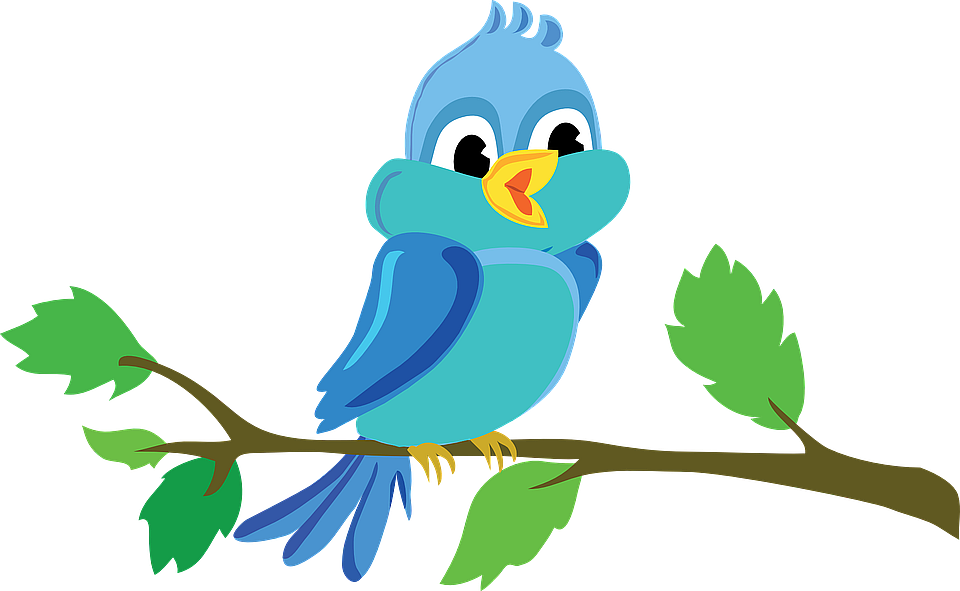 bird