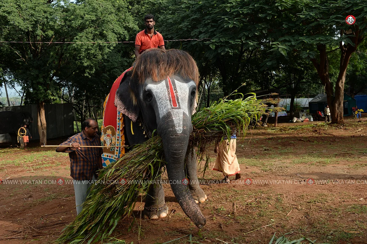 யானைகள் நல்வாழ்வு முகாம் 2019-2020