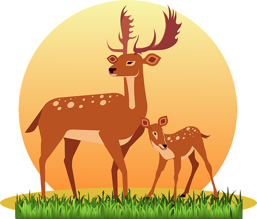 deer