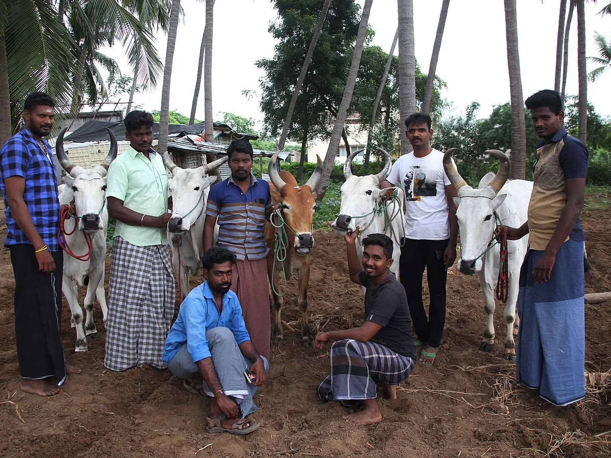 பரம்பு, நீச்சல் பயிற்சி, எனர்ஜி ட்ரிங்க்... ரேக்ளா ரேஸுக்கு மாடுகள் இப்படித்தான் தயாராகின்றன!