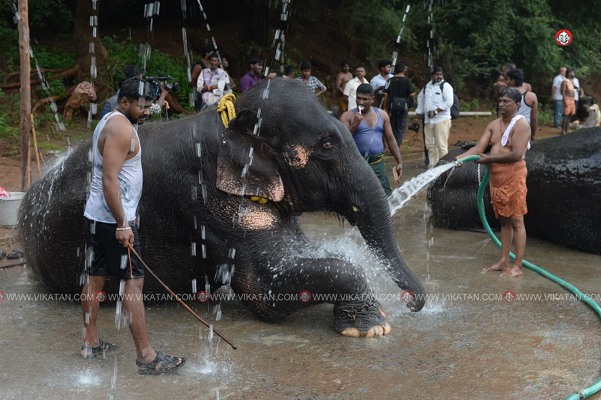 யானைகள் நல்வாழ்வு முகாம் 2019-2020