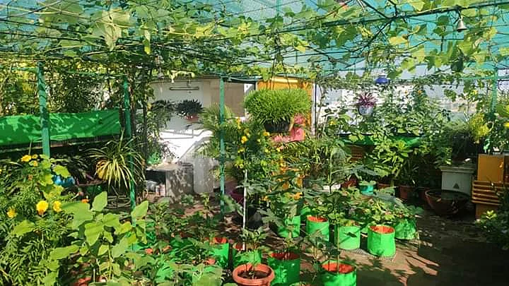 terrace garden