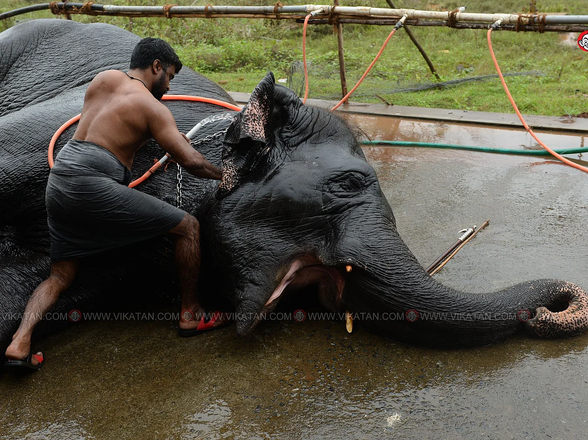 குதூகலத்துடன் தொடங்கிய யானைகள் நல்வாழ்வு முகாம்!