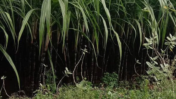 கரும்பு விவசாயம்