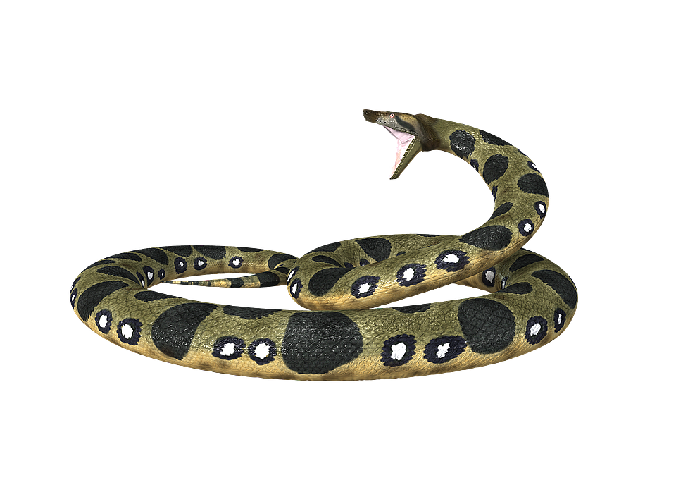 anaconda