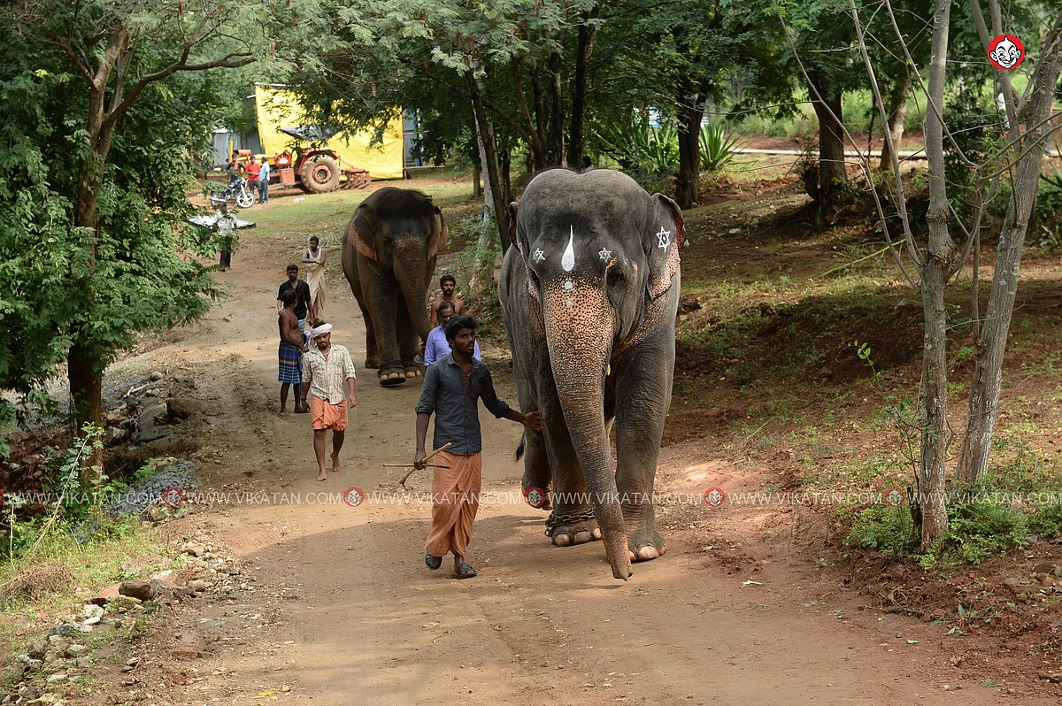 யானைகள் நல்வாழ்வு முகாம் 2019-2020
