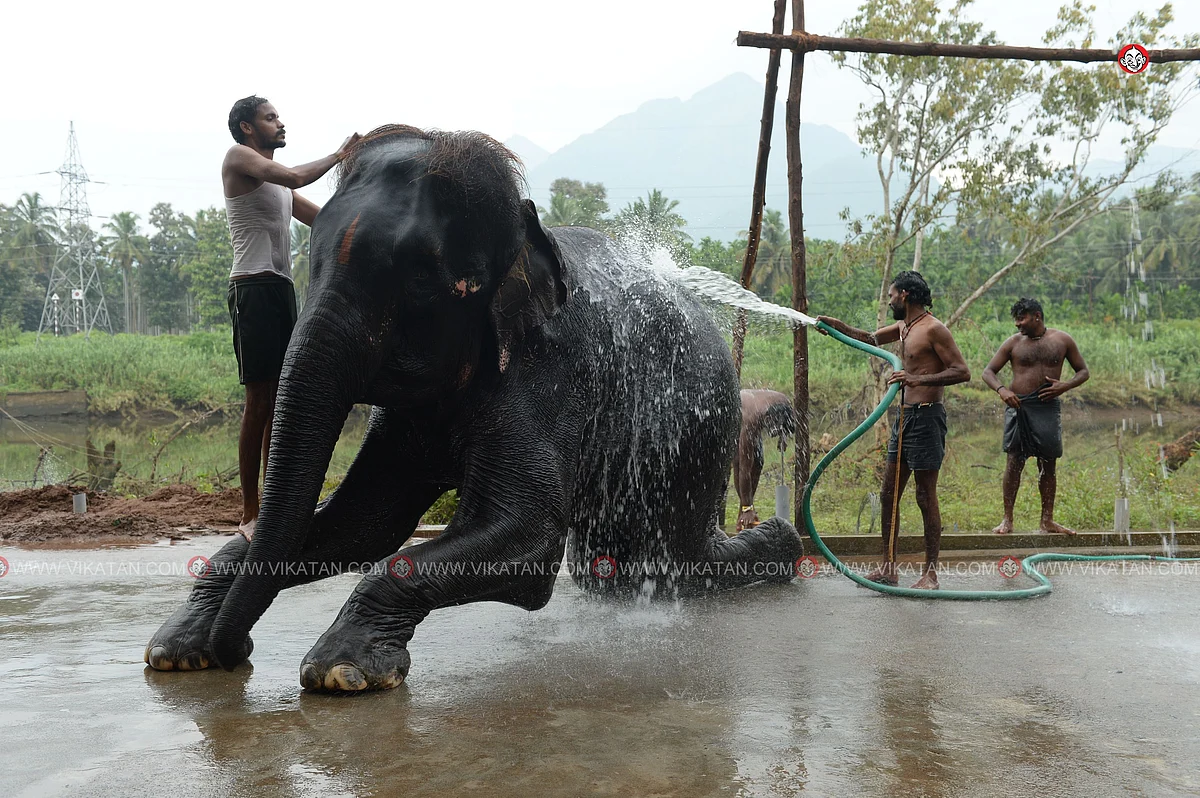 யானைகள் நல்வாழ்வு முகாம் 2019-2020