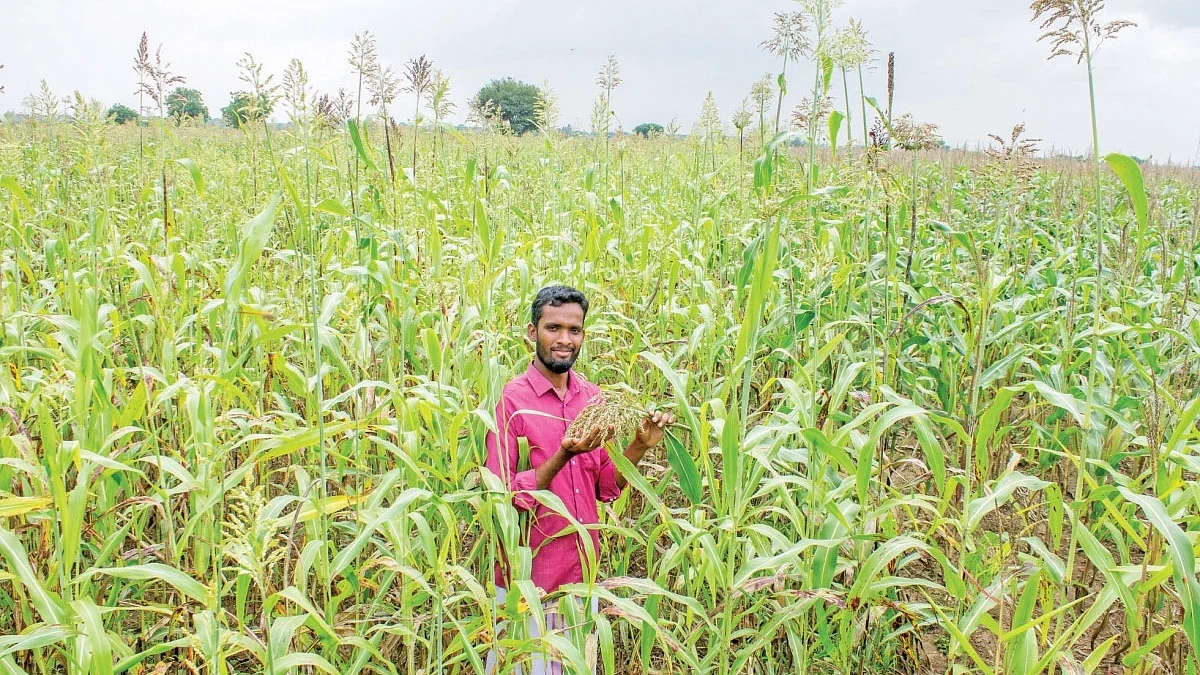 வெண்சாமரச் சோளம்