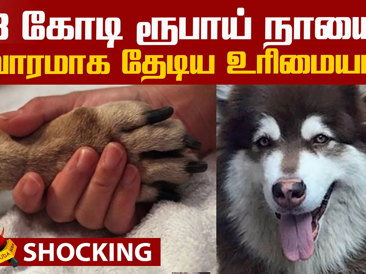 Bengaluru dog worth 8 crores had gone missing!