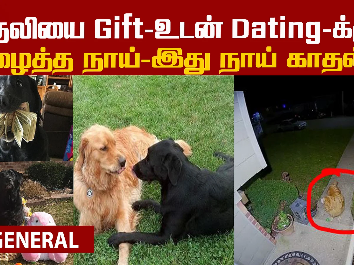 A beautiful love story of dogs!