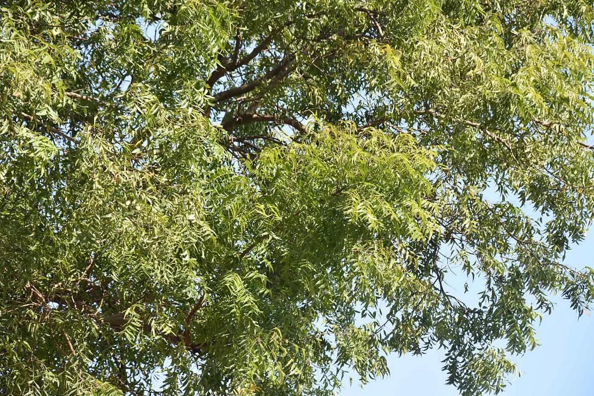 வேம்பு