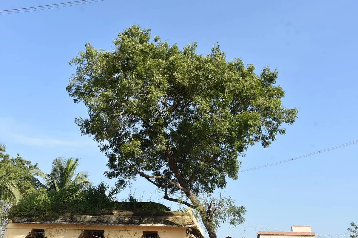 வேம்பு