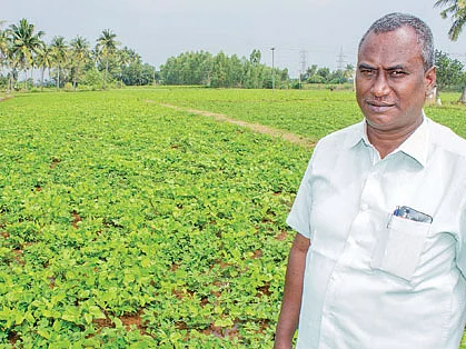 33 சென்ட்... 400 கிலோ நிலக்கடலை!