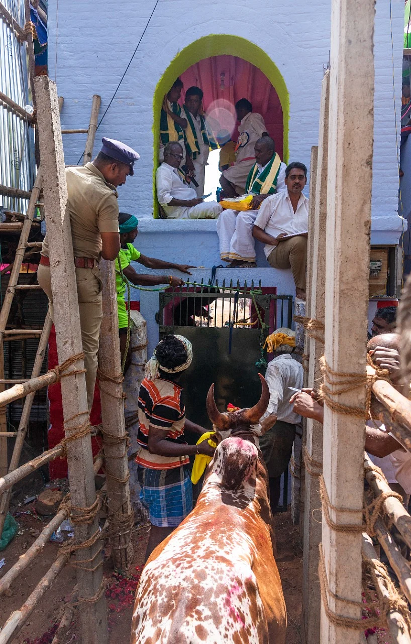 வாடிவாசலுக்குப் பின் வரிசைகட்டி நிற்கும் காளைகள்... பாலமேடு ஜல்லிக்கட்டு (படங்கள்)