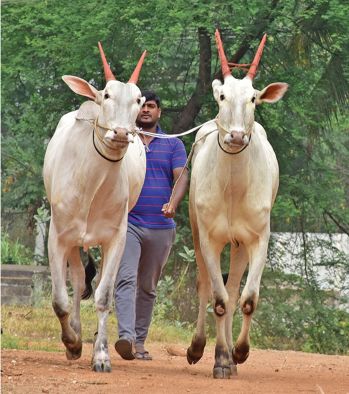 கால்நடைக்கான அழகுப் போட்டிக்குத் தயாராகி நிற்கும் ஹல்லிக்கர் காளை மாடுகள்