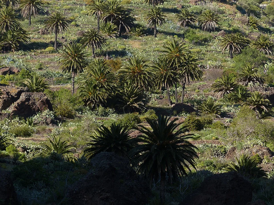Plantations