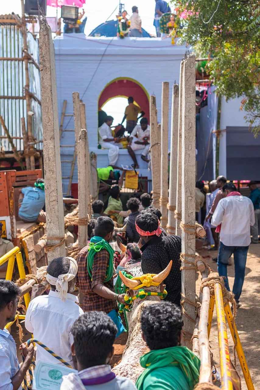 வாடிவாசலுக்குப் பின் வரிசைகட்டி நிற்கும் காளைகள்... பாலமேடு ஜல்லிக்கட்டு (படங்கள்)