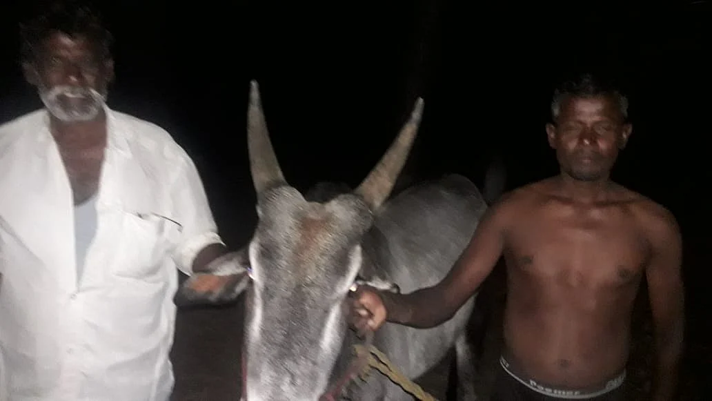 மீட்கப்பட்ட காளை